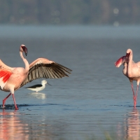 Flaming mały - Phoeniconaias minor - Lesser Flamingo