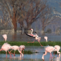 Flaming mały - Phoeniconaias minor - Lesser Flamingo