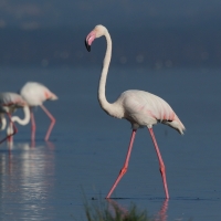 Flaming różowy - Phoenicopterus roseus - Greater Flamingo