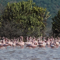 Flaming mały - Phoeniconaias minor - Lesser Flamingo