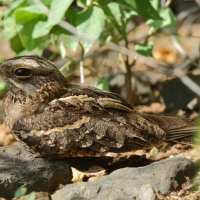 Lelek wysmukły - Caprimulgus clarus - Slender-tailed Nightjar