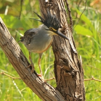 Czapla zielonawa - Butorides striata - Striated Heron