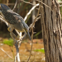 Czapla zielonawa - Butorides striata - Striated Heron