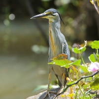 Czapla zielonawa - Butorides striata - Striated Heron