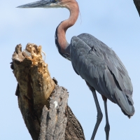 Czapla olbrzymia - Ardea goliath - Goliath Heron