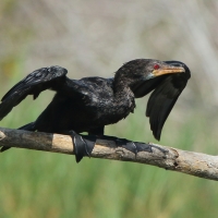 Kormoran etiopski - Microcarbo africanus - Reed Cormorant