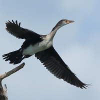 Kormoran etiopski - Microcarbo africanus - Reed Cormorant