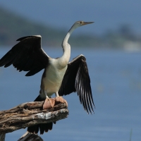 Wężówka afrykańska - Anhinga rufa - African Darter