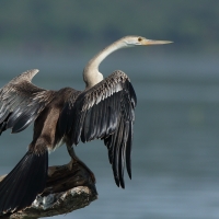 Wężówka afrykańska - Anhinga rufa - African Darter