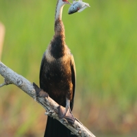 Wężówka afrykańska - Anhinga rufa - African Darter