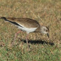 Czajka czarnoskrzydła - Vanellus melanopterus - Black-winged Lapwing