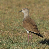 Czajka czarnoskrzydła - Vanellus melanopterus - Black-winged Lapwing