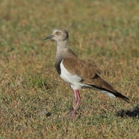 Czajka czarnoskrzydła - Vanellus melanopterus - Black-winged Lapwing