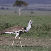 Drop olbrzymi - Ardeotis kori - Kori Bustard