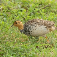 Frankolin jasnogłowy - Peliperdix coqui  - Coqui Francolin