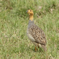 Frankolin jasnogłowy - Peliperdix coqui  - Coqui Francolin