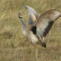 Dropik senegalski - Eupodotis senegalensis - White-bellied Bustard