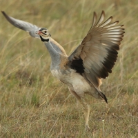 Dropik senegalski - Eupodotis senegalensis - White-bellied Bustard