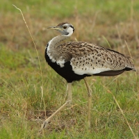 Dropik czarnobrzuchy - Lissotis melanogaster - Black-bellied Bustard