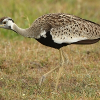 Dropik czarnobrzuchy - Lissotis melanogaster - Black-bellied Bustard