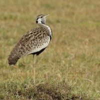 Dropik czarnobrzuchy - Lissotis melanogaster - Black-bellied Bustard