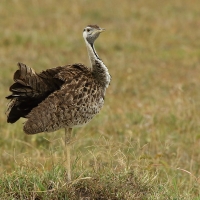 Dropik czarnobrzuchy - Lissotis melanogaster - Black-bellied Bustard