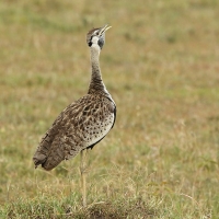 Dropik czarnobrzuchy - Lissotis melanogaster - Black-bellied Bustard