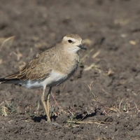 Sieweczka długonoga - Charadrius asiaticus - Caspian plover
