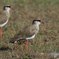 Czajka koroniasta - Vanellus coronatus - Crowned Lapwing