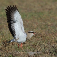 Czajka koroniasta - Vanellus coronatus - Crowned Lapwing