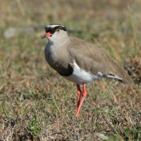Czajka koroniasta - Vanellus coronatus - Crowned Lapwing