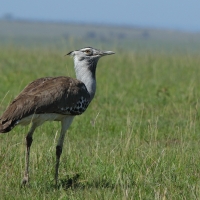 Drop olbrzymi - Ardeotis kori - Kori Bustard