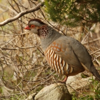 Góropatwa berberyjska - Alectoris barbara - Barbary Partridge