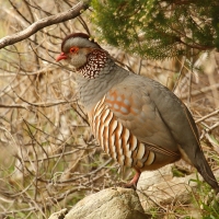 Góropatwa berberyjska - Alectoris barbara - Barbary Partridge