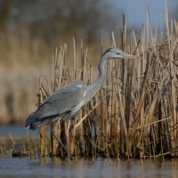 Czapla siwa - Ardea cinerea -Grey Heron