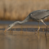 Czapla siwa - Ardea cinerea -Grey Heron