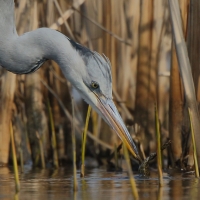 Czapla siwa - Ardea cinerea -Grey Heron