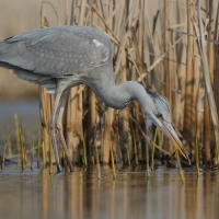Czapla siwa - Ardea cinerea -Grey Heron