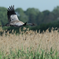 Żuraw - Grus grus - Common Crane