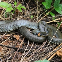 Zaskroniec - Natrix natrix - Grass snake