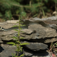 Zaskroniec - Natrix natrix - Grass snake