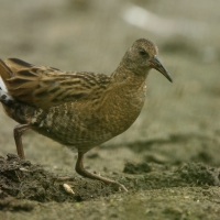 Wodnik - Water Rail