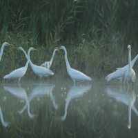 Czapla biała - Ardea alba - Western Great Egret