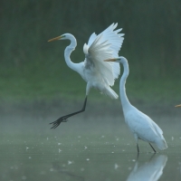 Czapla biała - Ardea alba - Western Great Egret