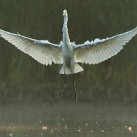 Czapla biała - Ardea alba - Western Great Egret