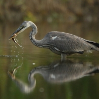 Czapla siwa - Ardea cinerea -Grey Heron