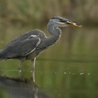 Czapla siwa - Ardea cinerea -Grey Heron
