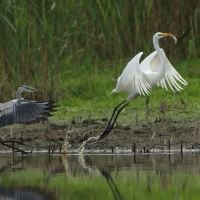Czapla siwa - Ardea cinerea -Grey Heron