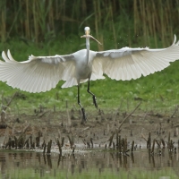Czapla biała - Ardea alba - Western Great Egret