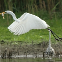 Czapla biała - Ardea alba - Western Great Egret